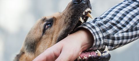 A dog is biting a person 's hand.