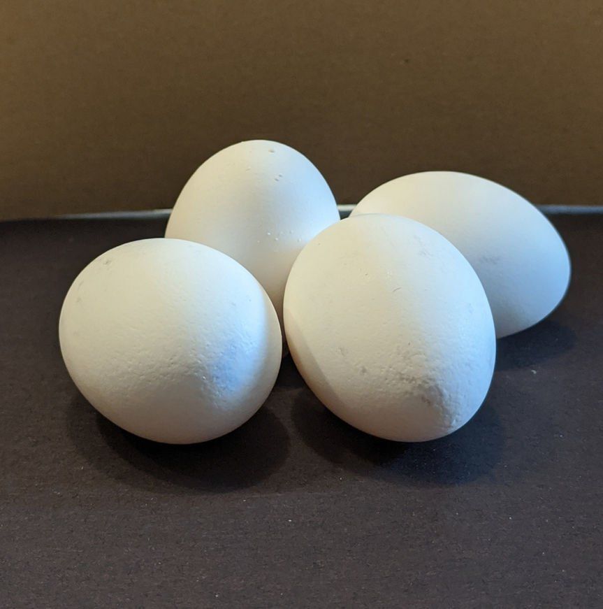 Eggs — Gallitzin, PA — Algas