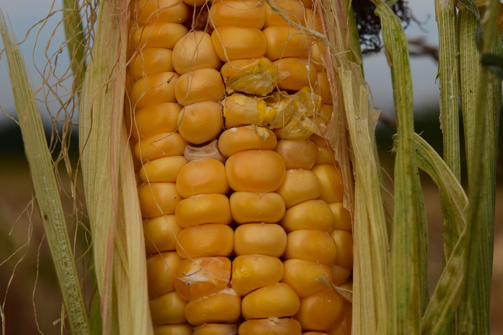 Corn — Gallitzin, PA — Algas