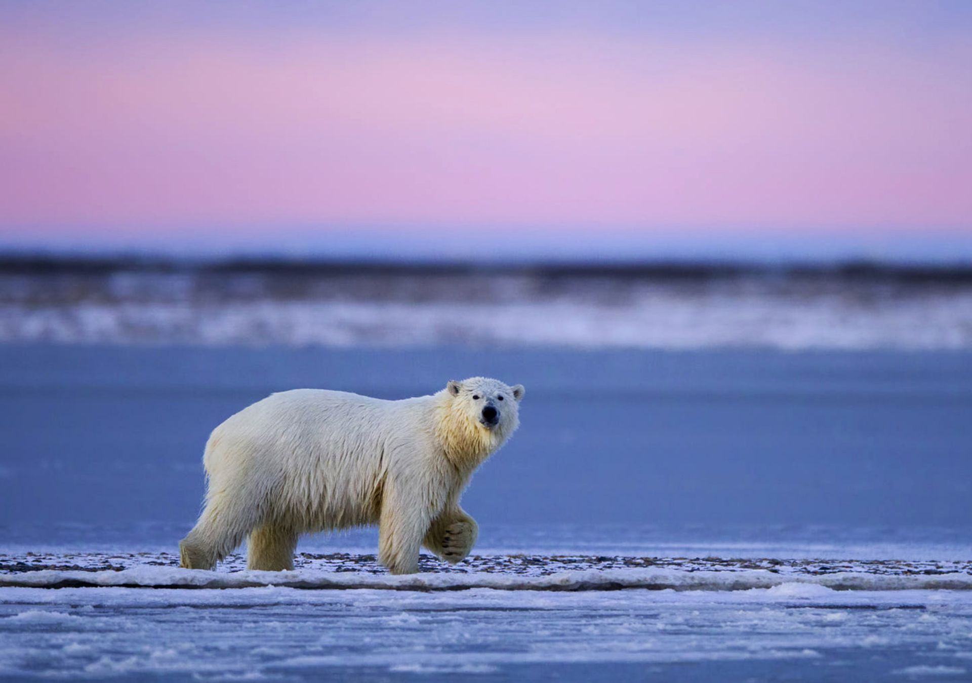Polar bear standing on a snowy shore with a pink sky and icy ocean in the background