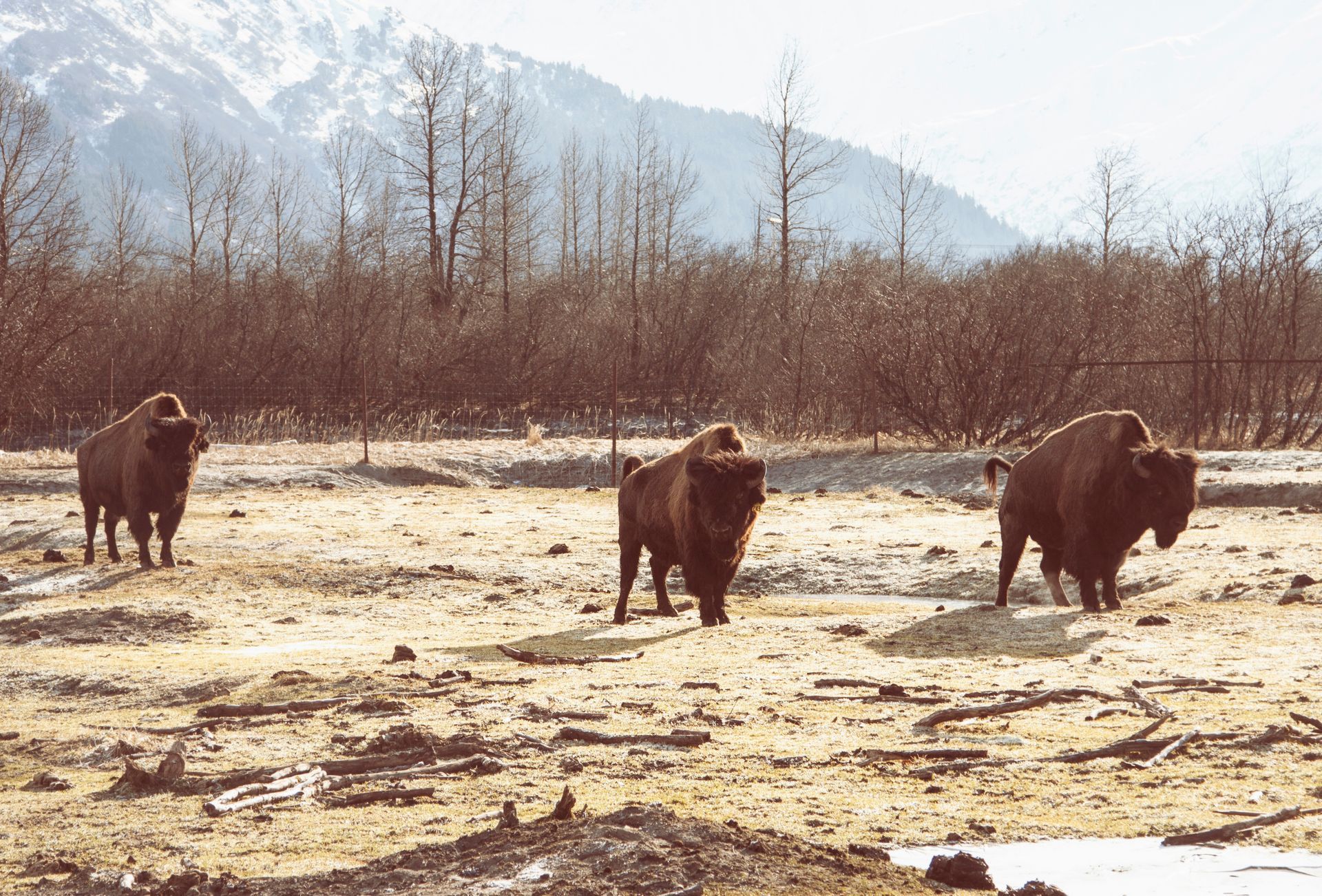 Three bison walking across a snowy field with mountains in the background.