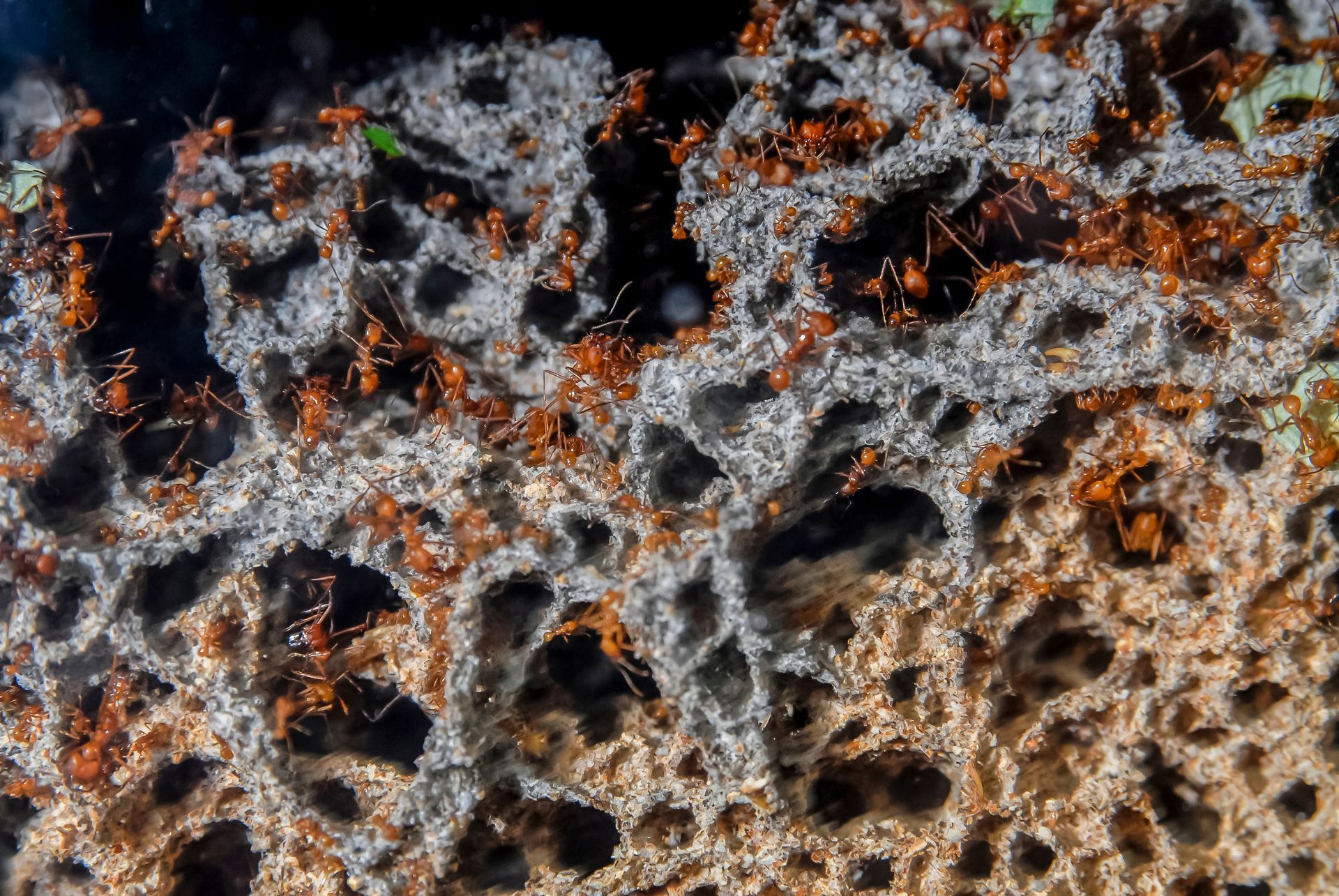 Ant colonies