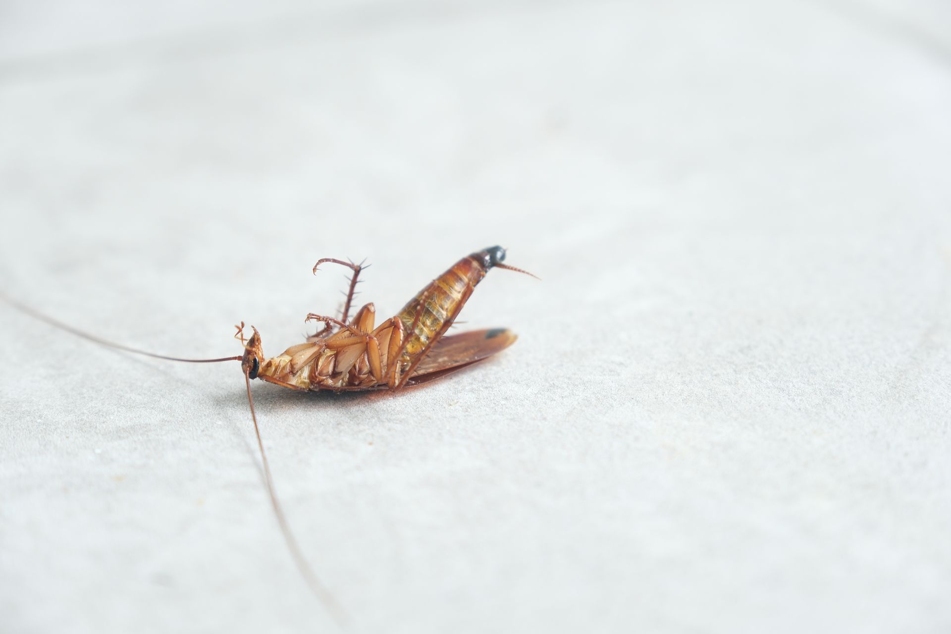 A cockroach on ground