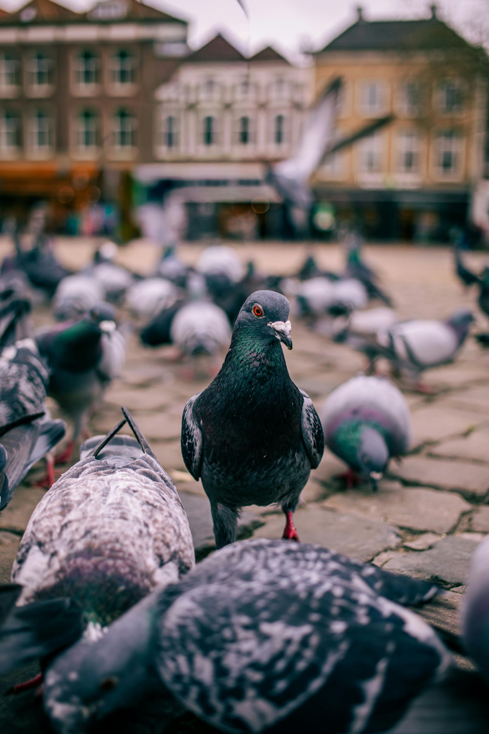A mouse is chewing on a power cord