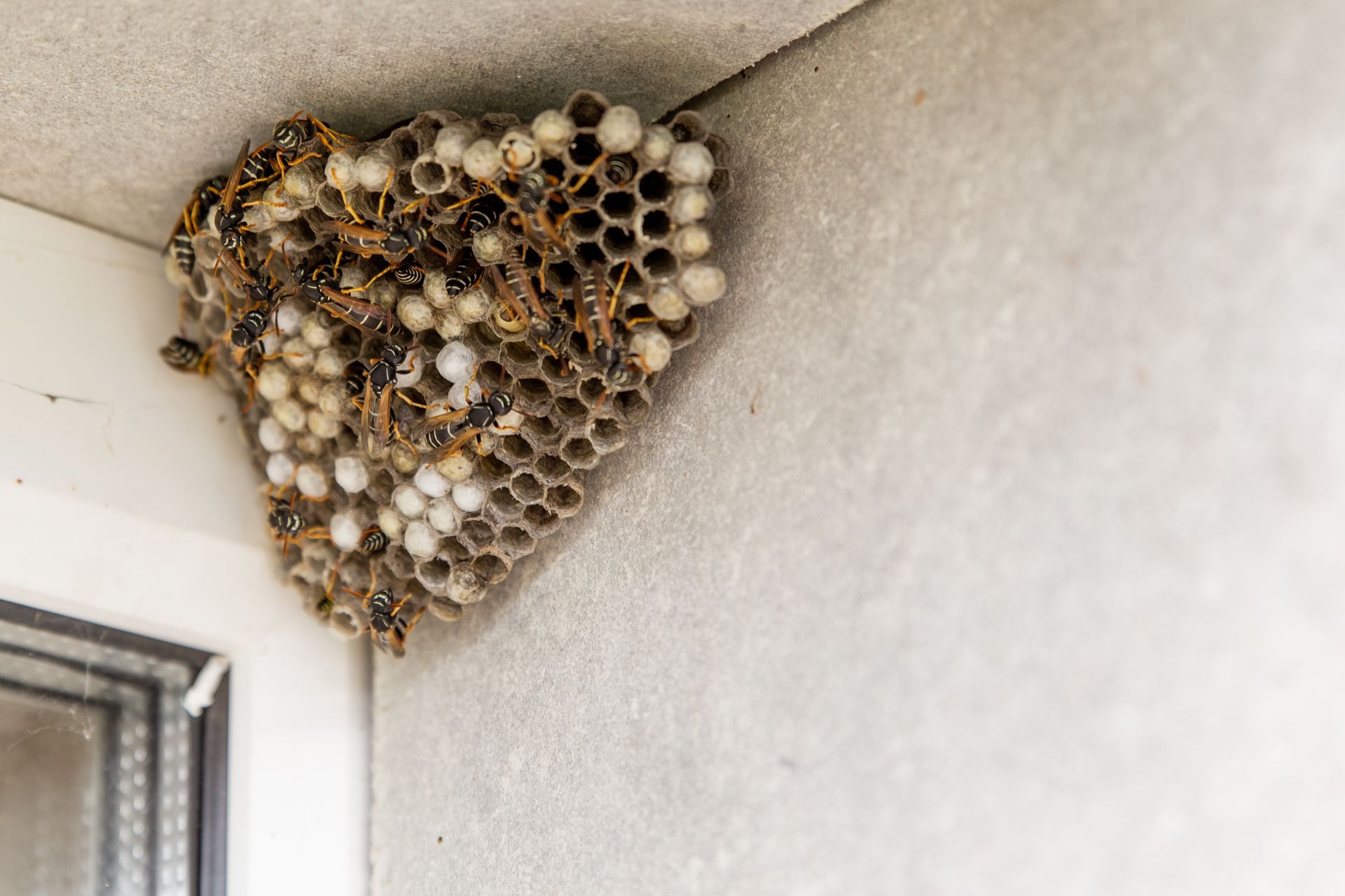 A wasp nest