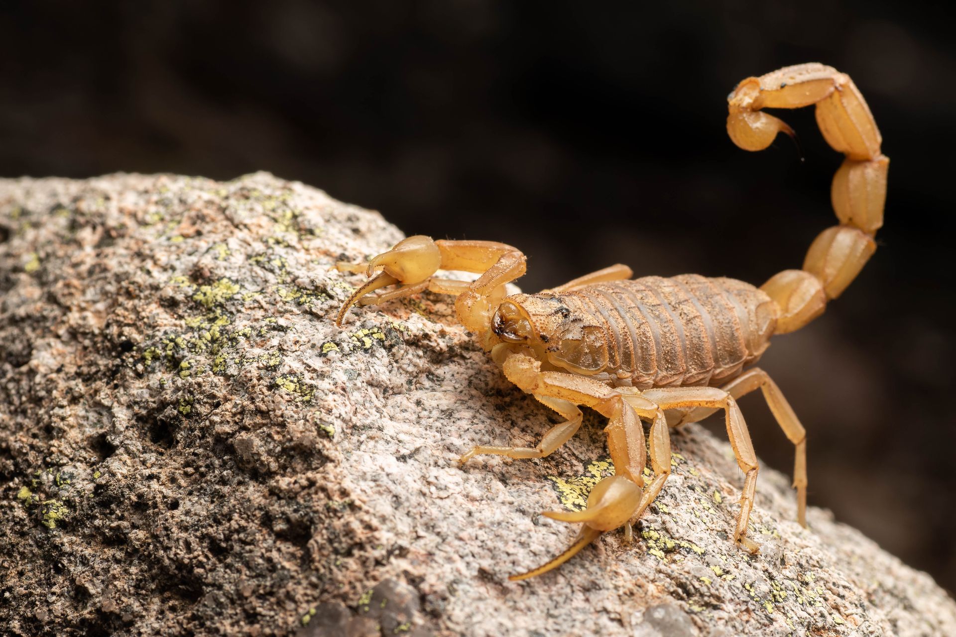 A black scorpion