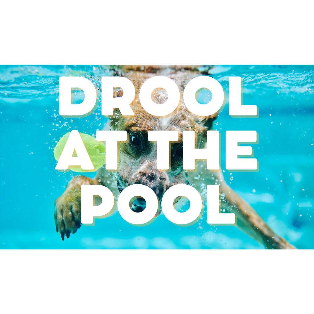 Dog swimming in pool