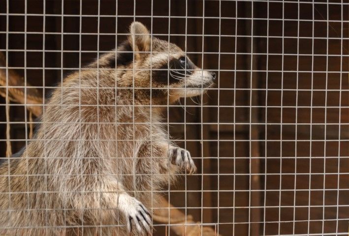 An image of Wildlife Removal in Murphy, TX