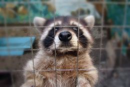 An image of Pest Control Service in Murphy, TX