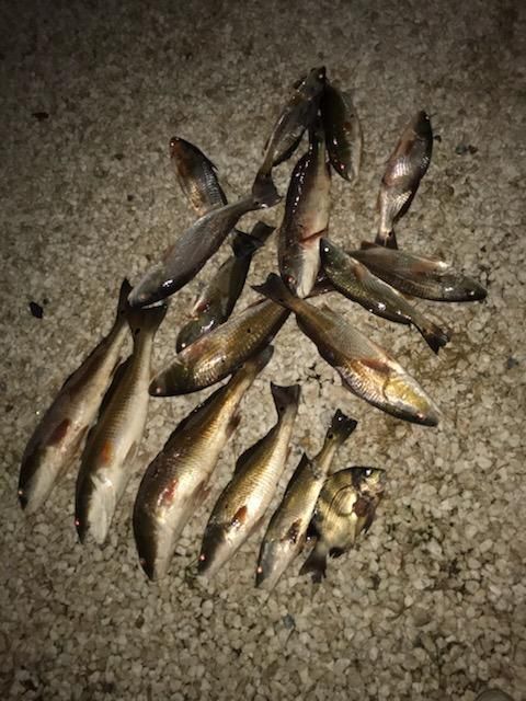 Aim Low Shoot Fast Bowfishing Charters - Bowfishing Fishing Charter  Hopedale La.