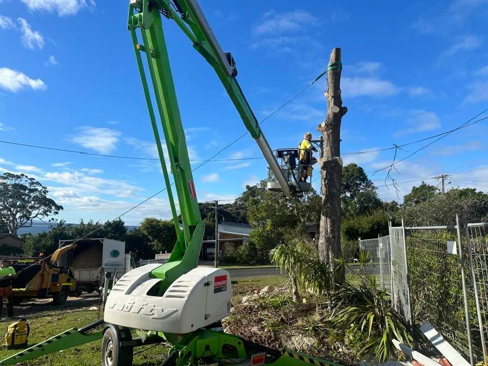 A man is cutting down a tree with a chainsaw.