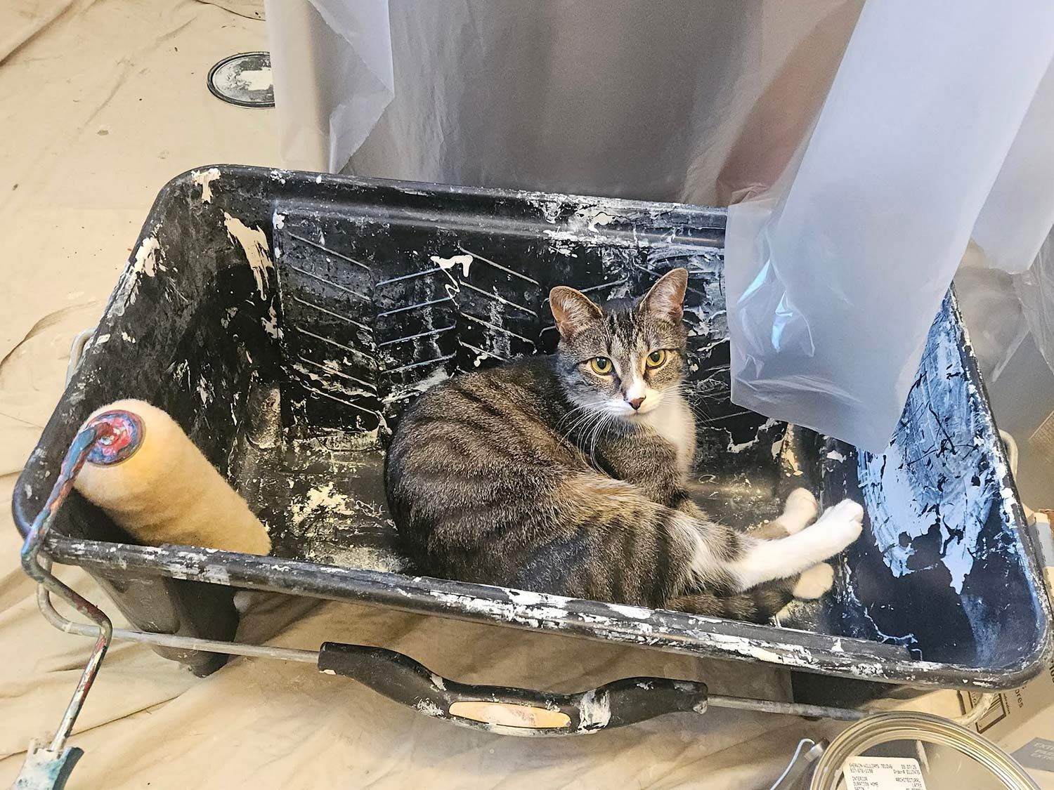 Cat resting in a paint tray