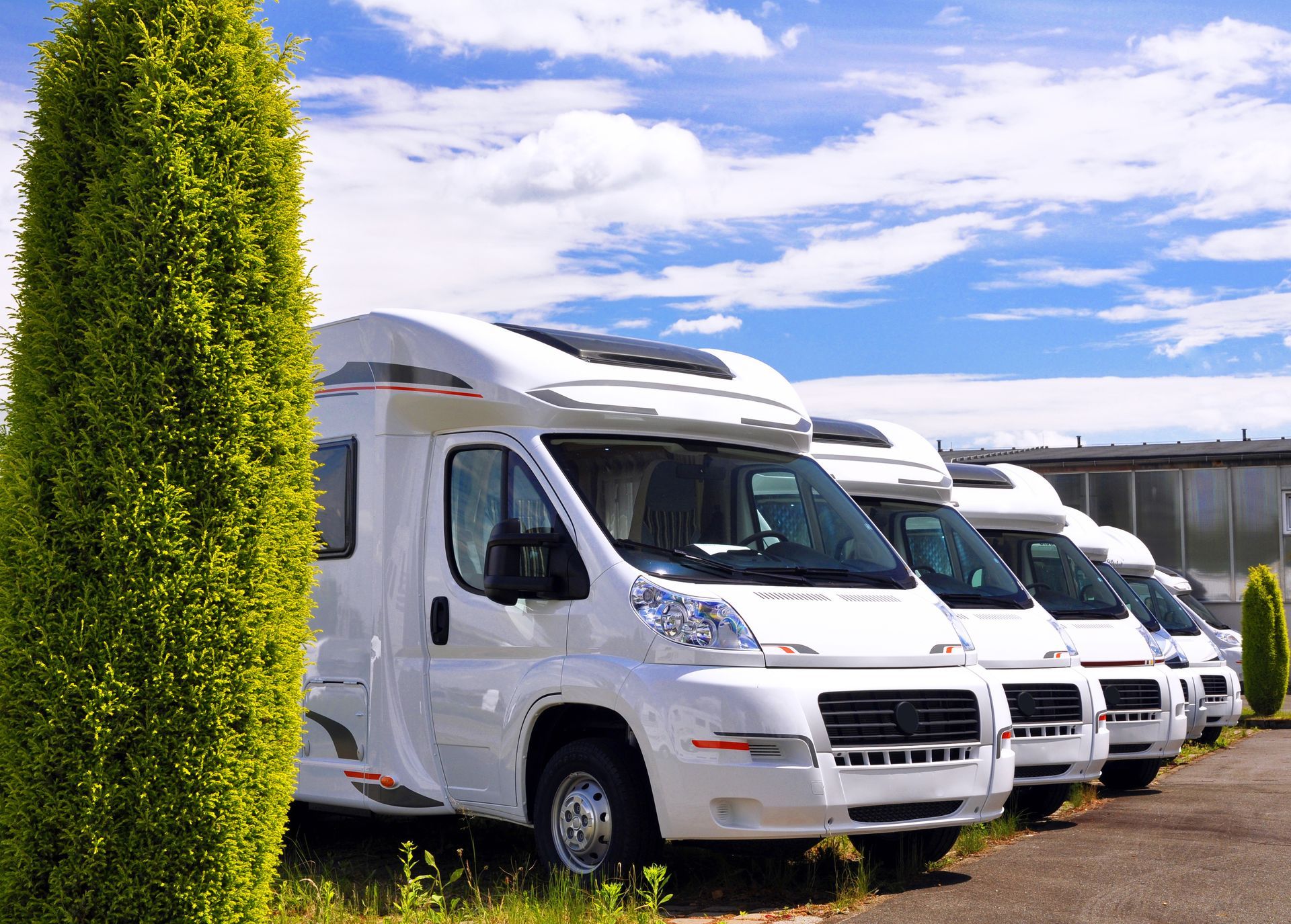 A row of white motorhomes parked in an outdoor lot on a sunny day next to a tall, green, cone-shaped tree.