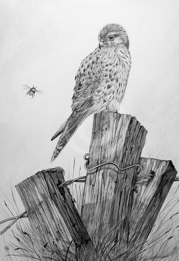 Graphite pencil drawing of a kestrel and bee