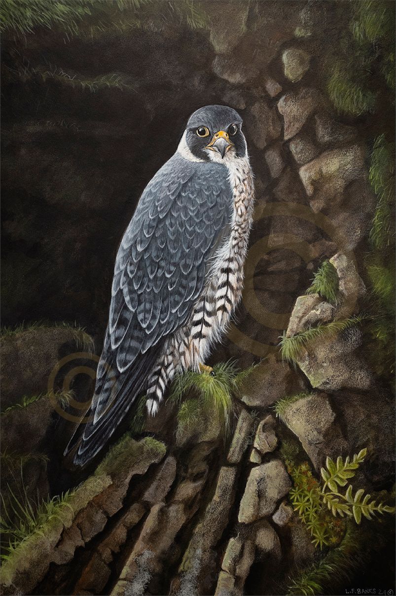 Painting of a Pereguine Falcon