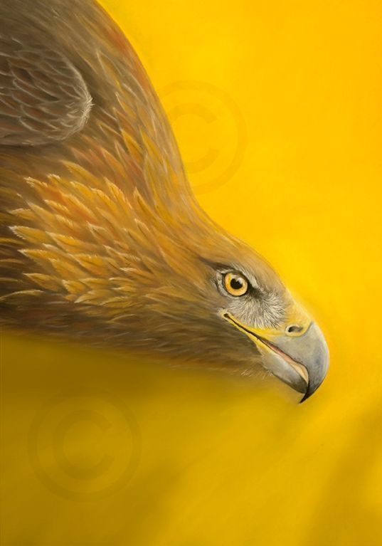 Golden Eagle Portrait in Pastel