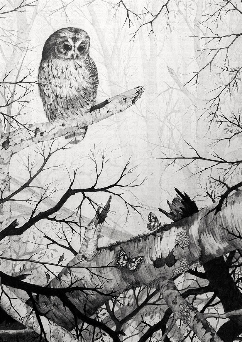 Graphite pencil drawing of a Tawny owl