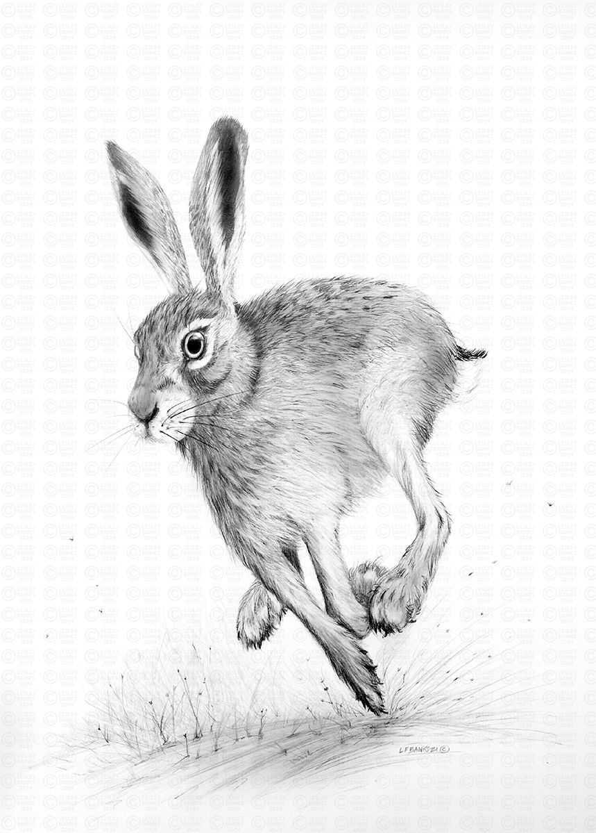 Hare: Pencil drawing 