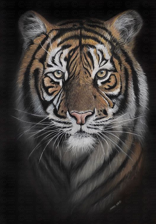 Tiger Portrait in Pastel