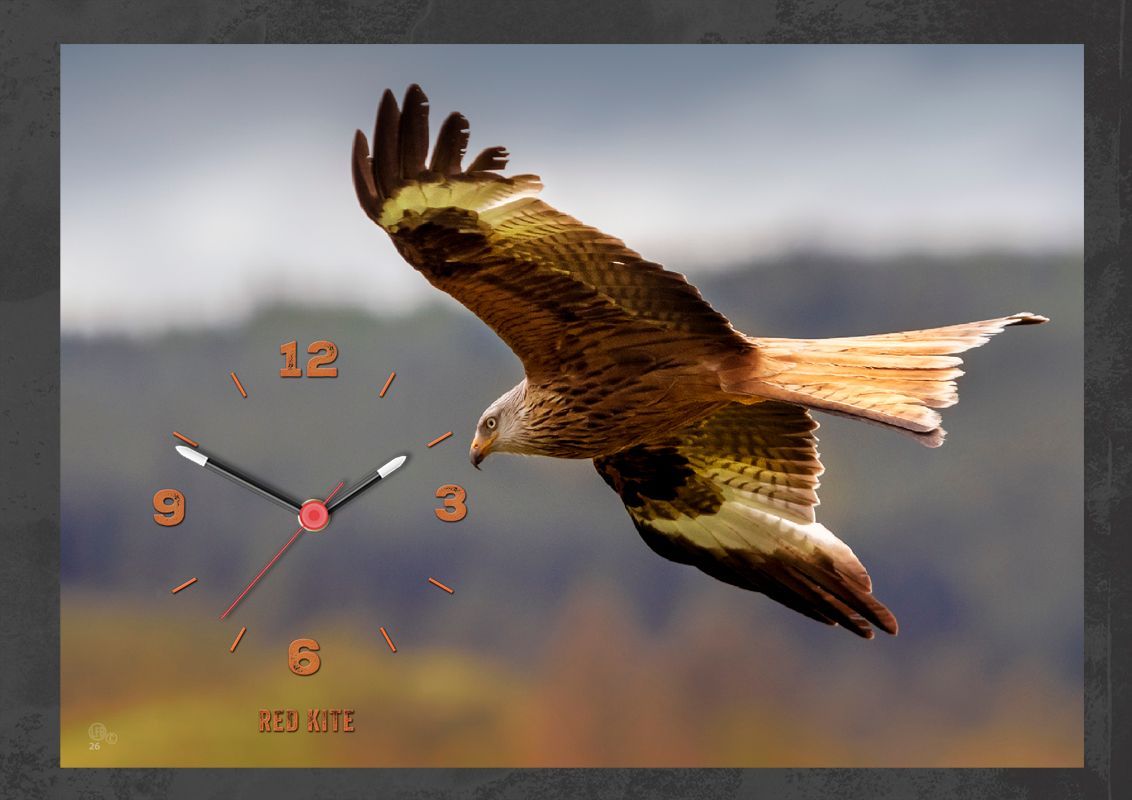 Red Kite clock. Once a rare bird to see, it is now fairly common outside Wales. This is a photograph of a Kite spotted near home.