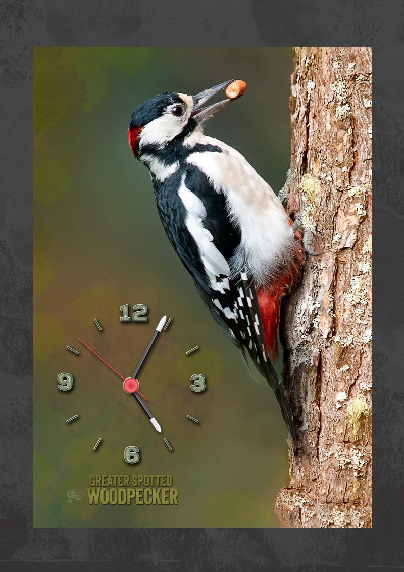 Great Spotted woodpecker clock. Portrait clock of the great spotted woodpecker collecting a peanyut from a feeding station.
