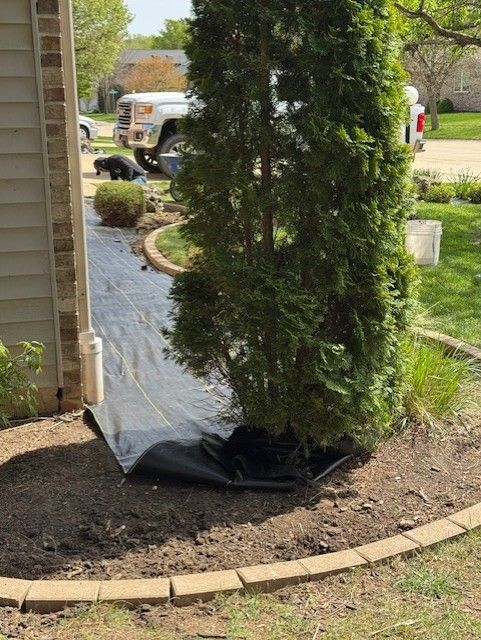 Green tree in a landscaped bed with black weed barrier. A person works in the background near a truck.