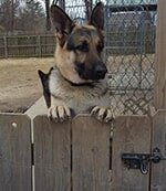 Animal Clinic — K9 Dog in Bellevile, IL