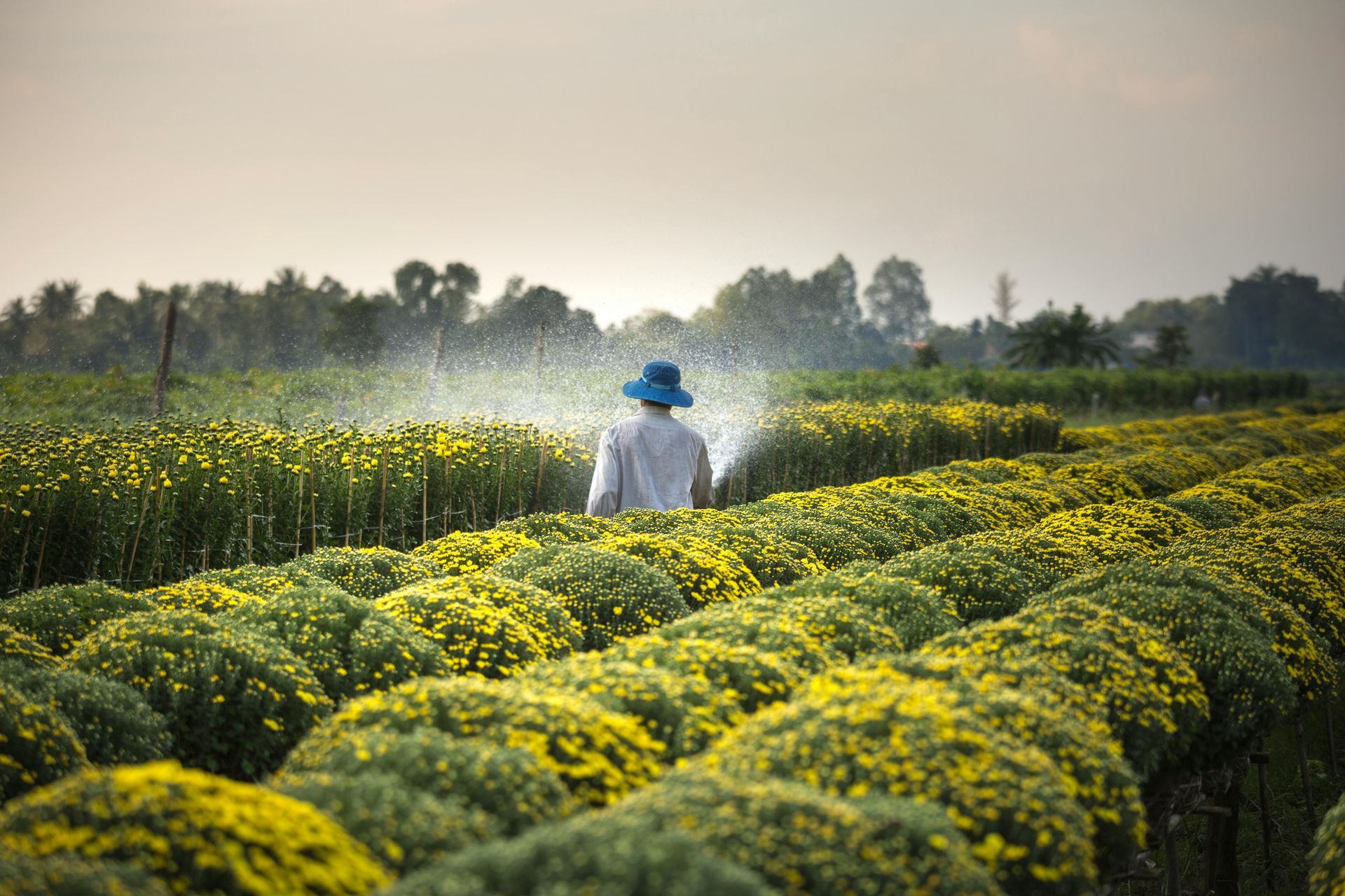 Farmer in blue hat waters rows of yellow flowers in a field.