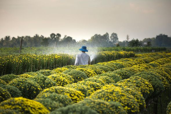 Farmer in blue hat waters rows of yellow flowers in a field.