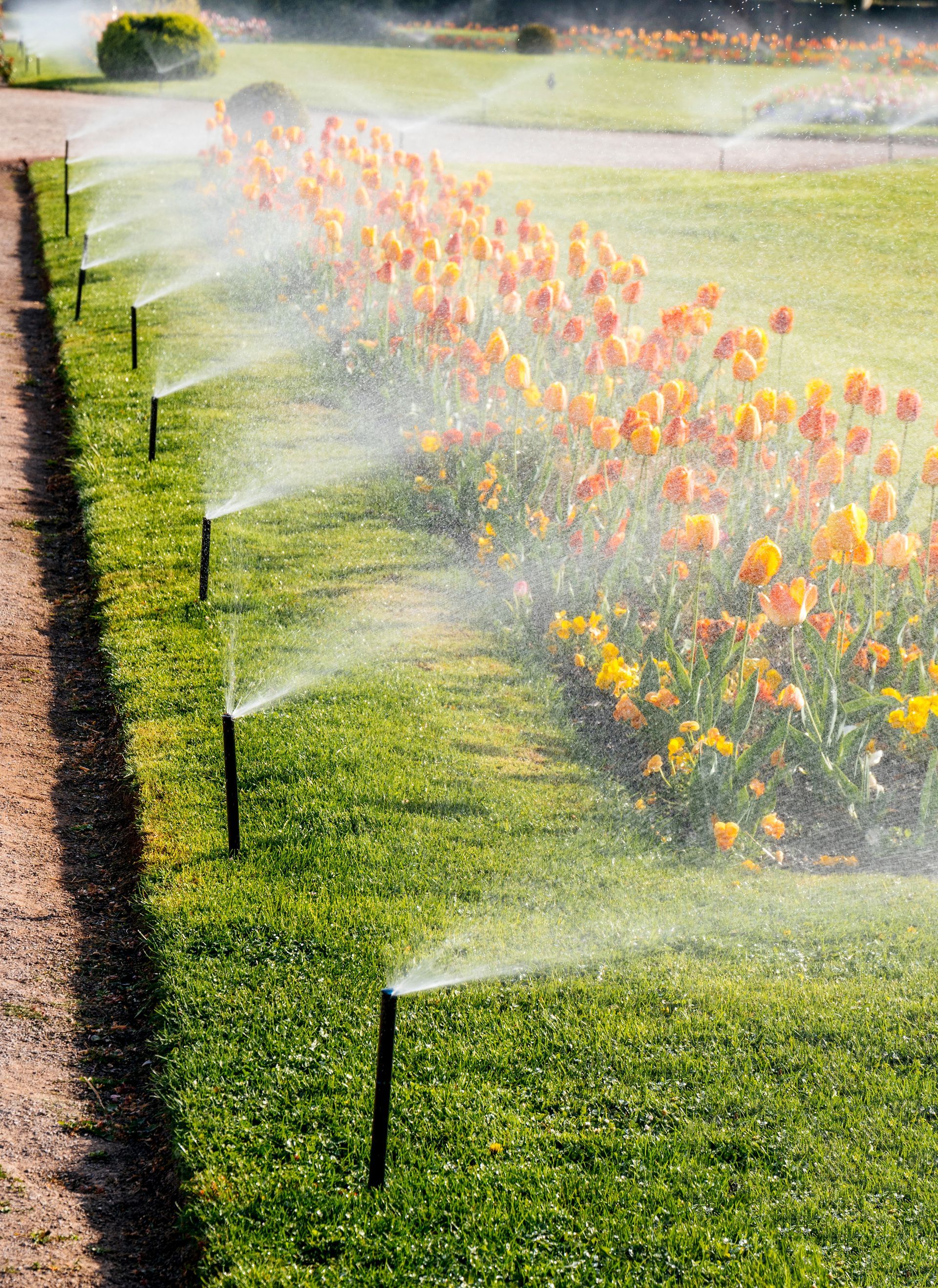 Sprinklers watering a flower bed of orange and yellow flowers in a garden.