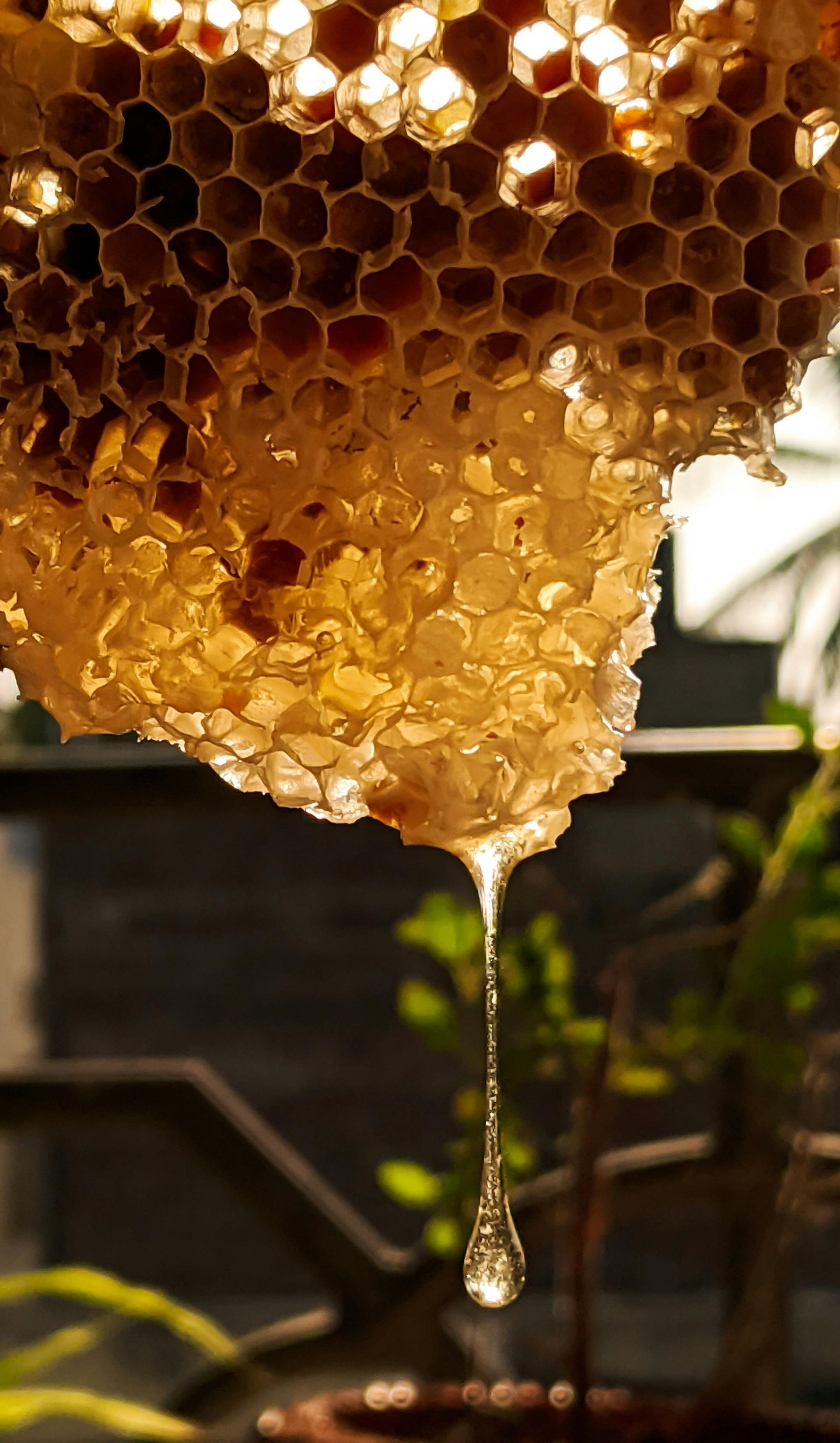 Honeycomb with dripping honey, glistening in sunlight.