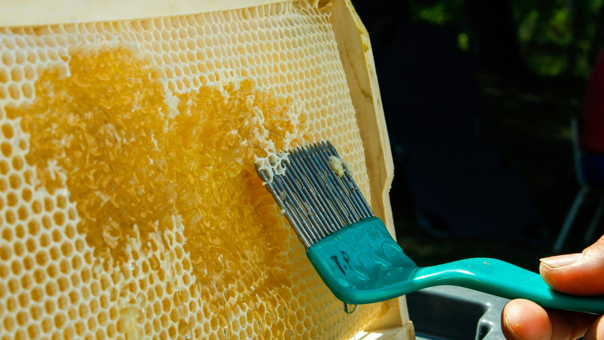 Beekeeper scraping honey from honeycomb with a turquoise uncapping scratcher.
