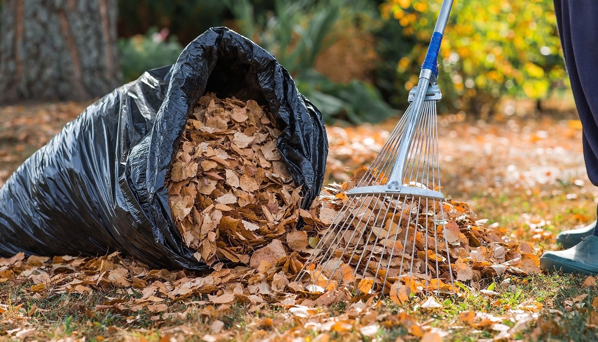 Black trash bag overflowing with autumn leaves; person raking leaves.