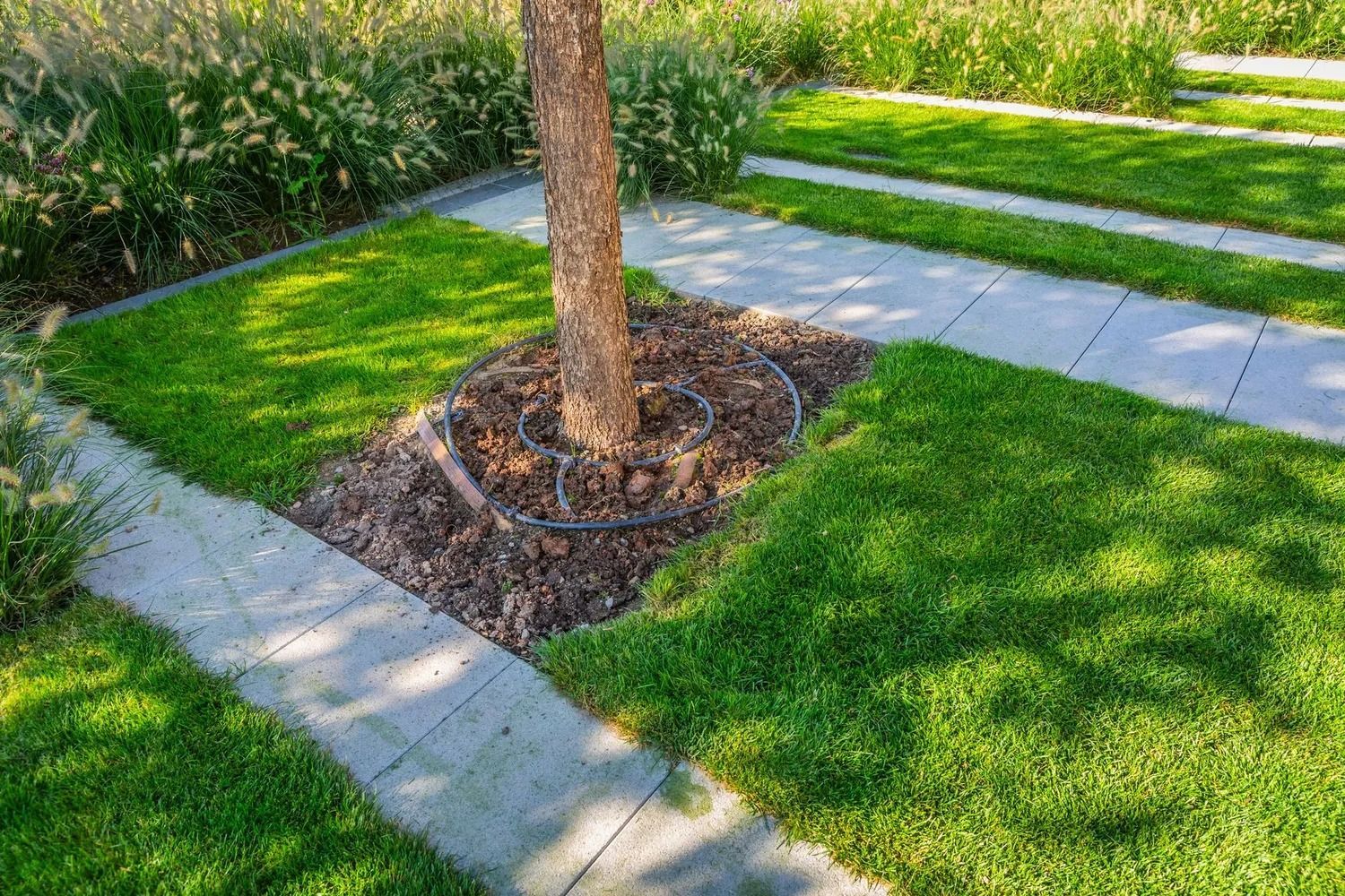 Tree in a landscaped area with mulch, a sprinkler system, and paved walkways, surrounded by green grass.