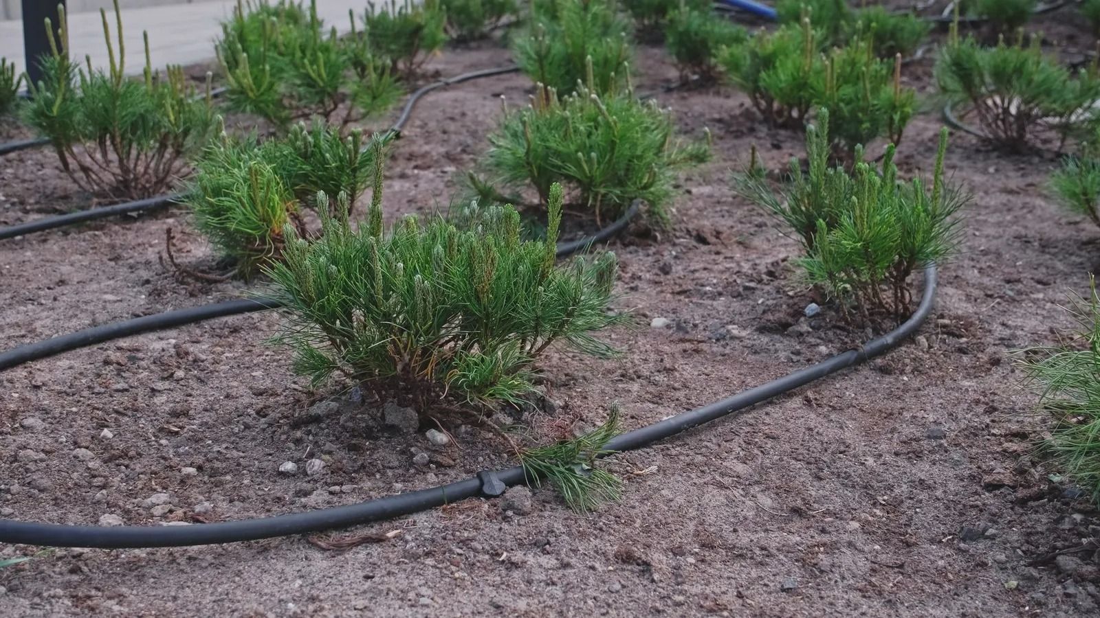 Drip irrigation system watering green plants in a garden bed with tan soil.