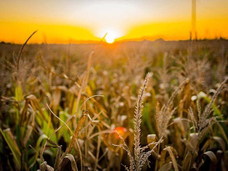 Logo Droguería Antúnez