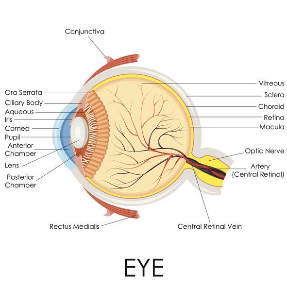 Eye Anatomy - eye surgery in Las Vegas, NV