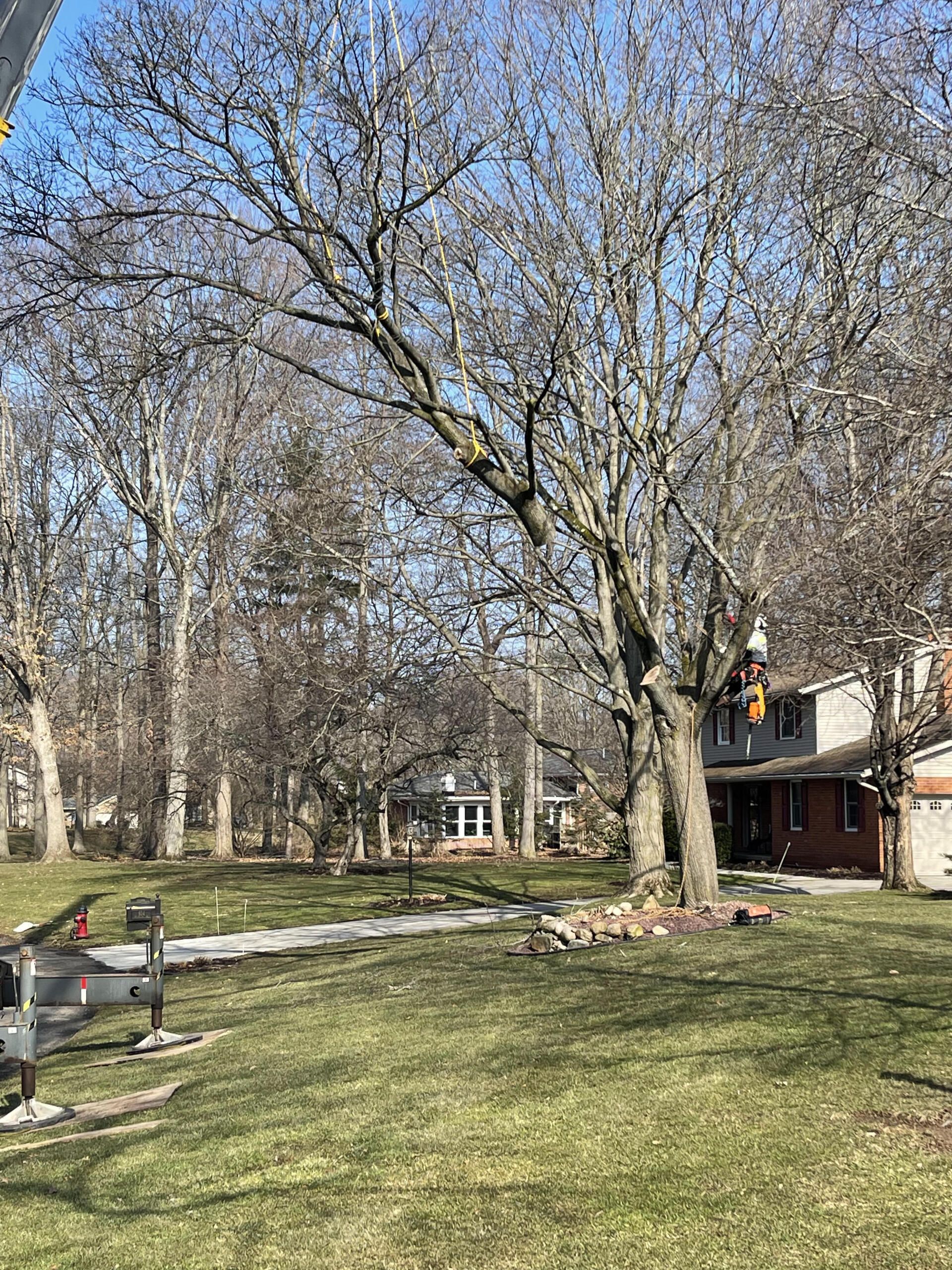 Tree Services North Canton, OH Haymaker Tree and Lawn
