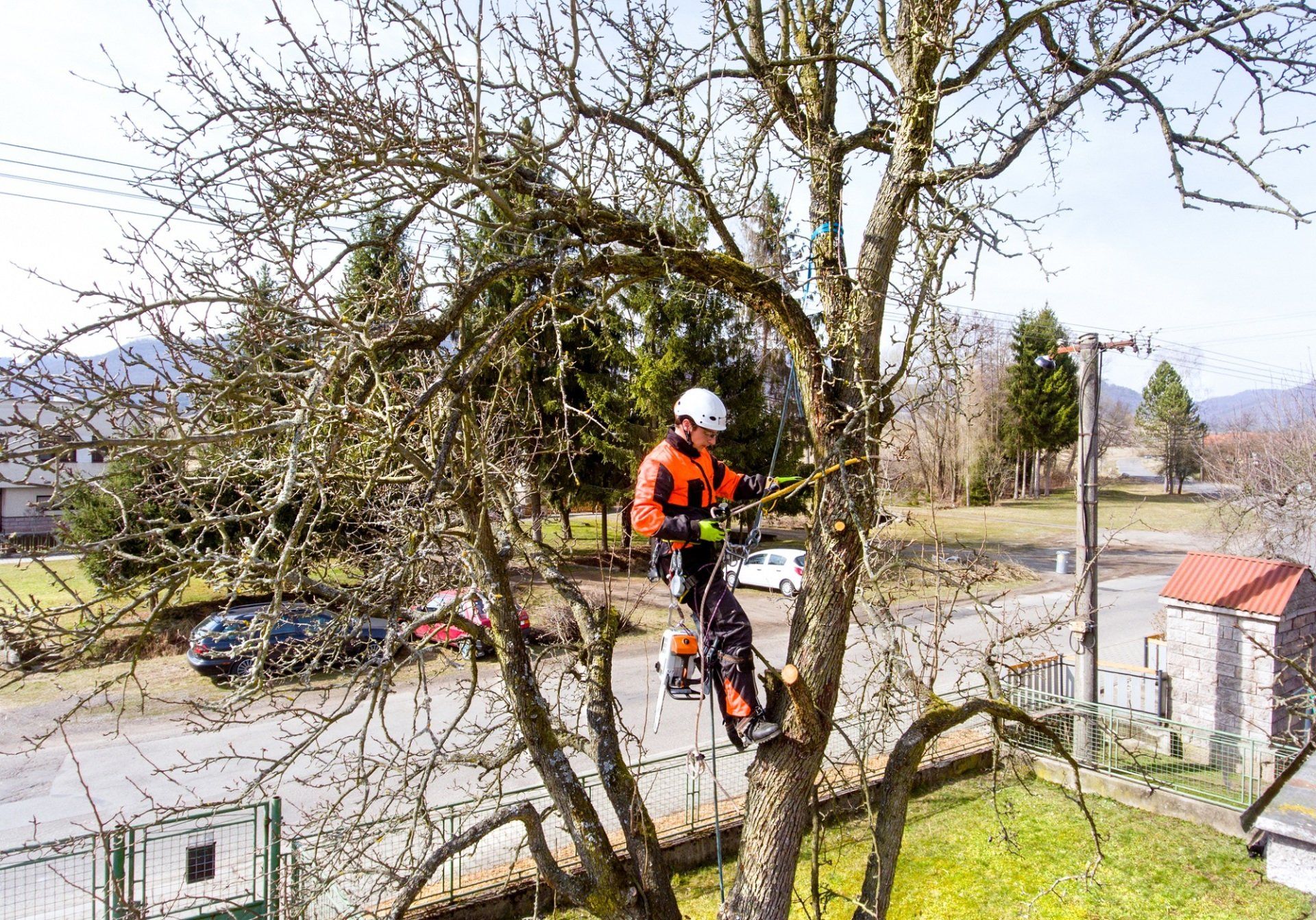 Arborist climbing a tree to trim