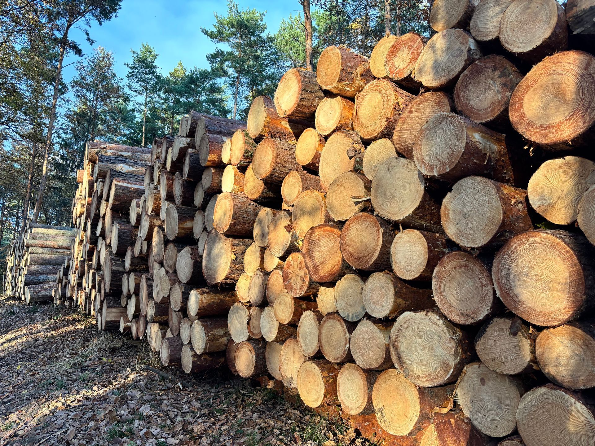 Ein Stapel geschnittener Baumstämme in einem Wald, das Sonnenlicht hebt die Holzmaserung hervor.