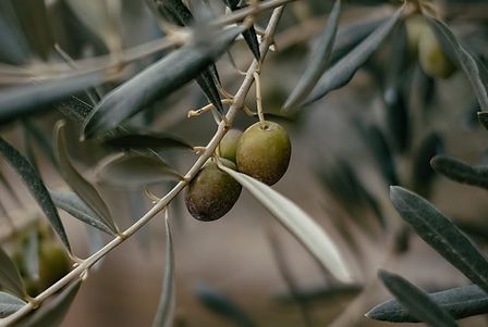 Green and brown olives on a branch with long, green leaves; close-up shot.