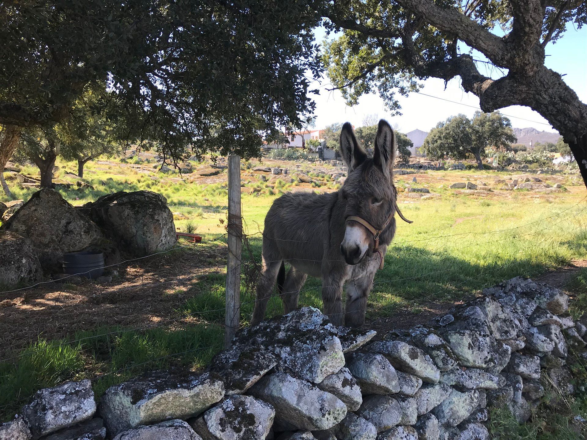 Um burro parado ao lado de um muro de pedra em um campo. Marvão 