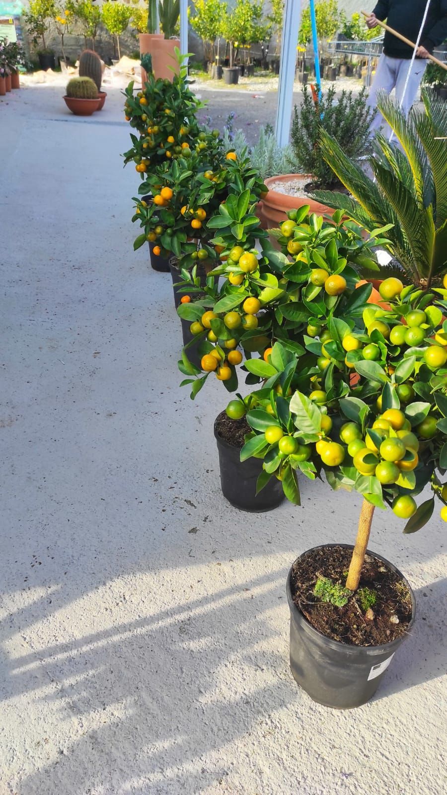 Una fila di piante in vaso con sopra delle arance