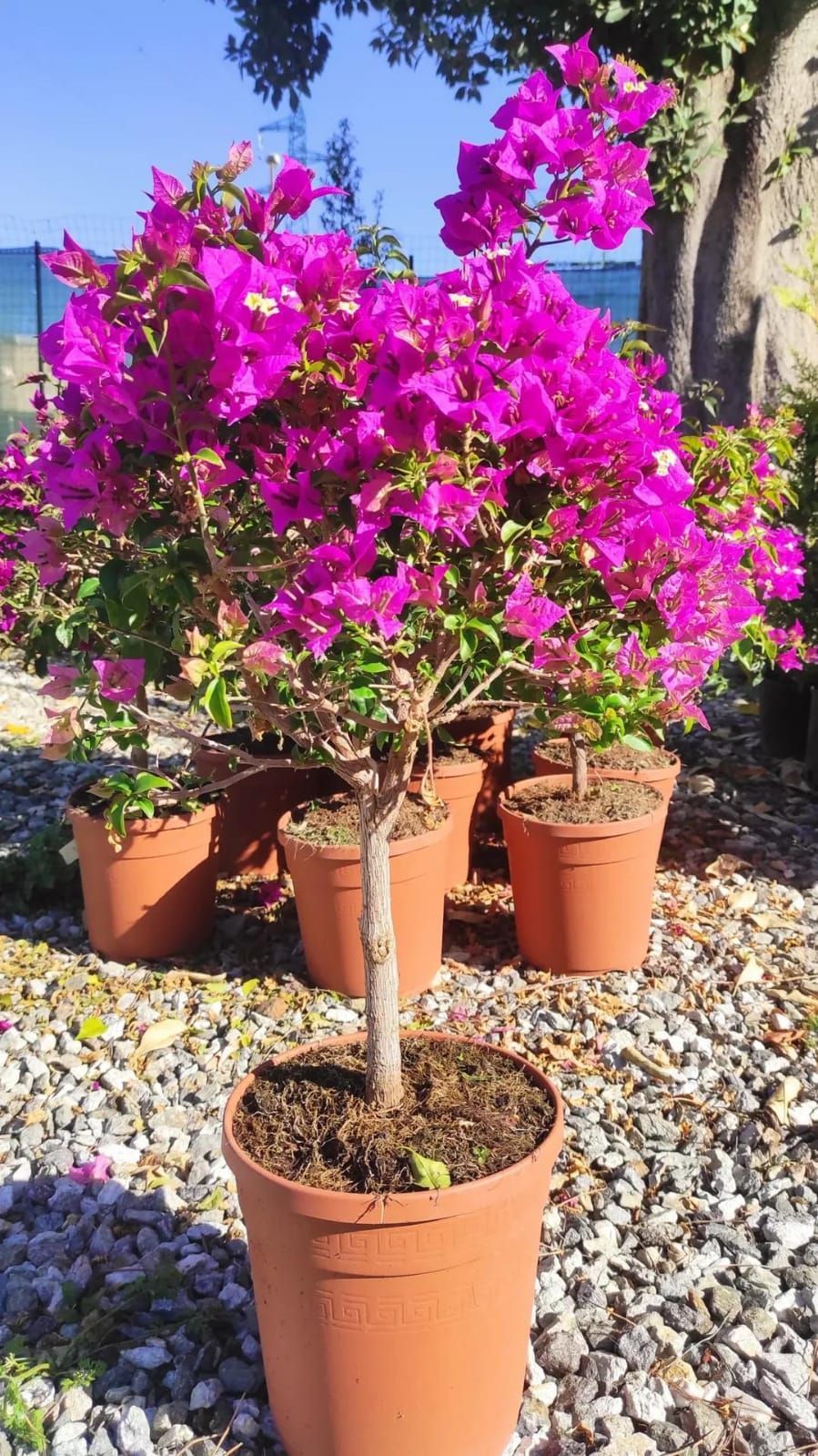 Un mazzo di piante in vaso con fiori viola