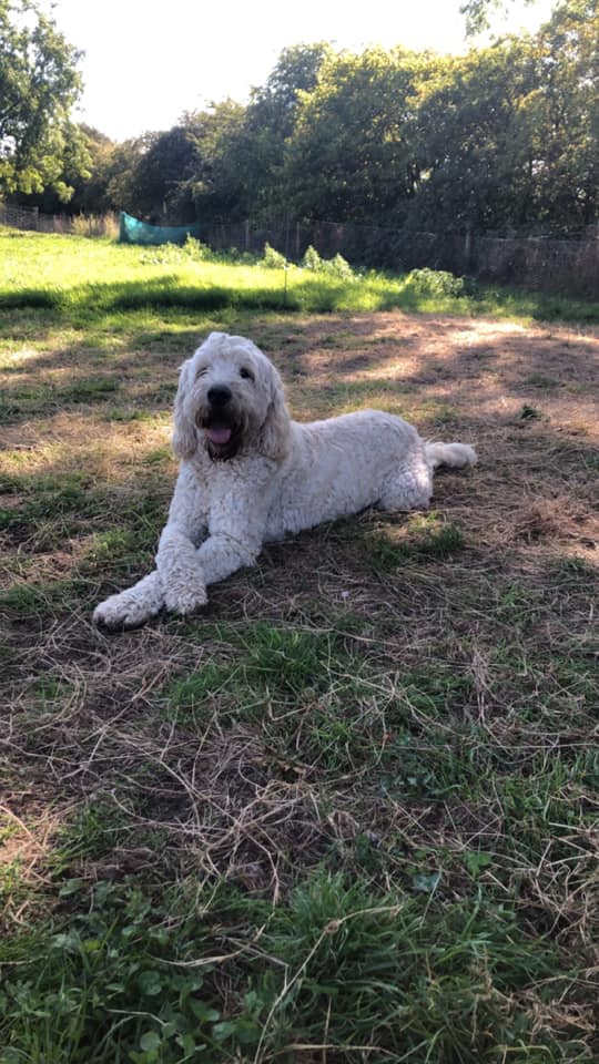 Dog Day Care & Boarding Wakefield