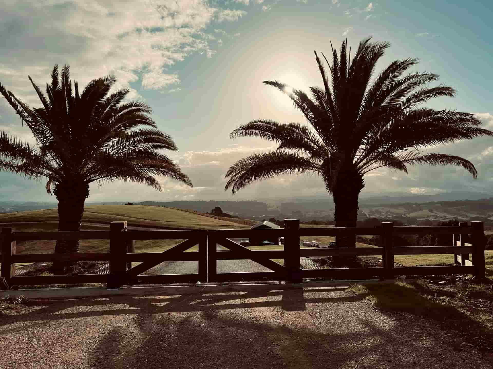Two Palm Trees Are Silhouetted Behind a Wooden Fence — B & B Timbers Ballina In West Ballina, NSW