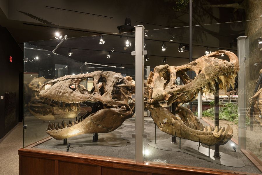 A t-rex skull is displayed in a glass case in a museum.