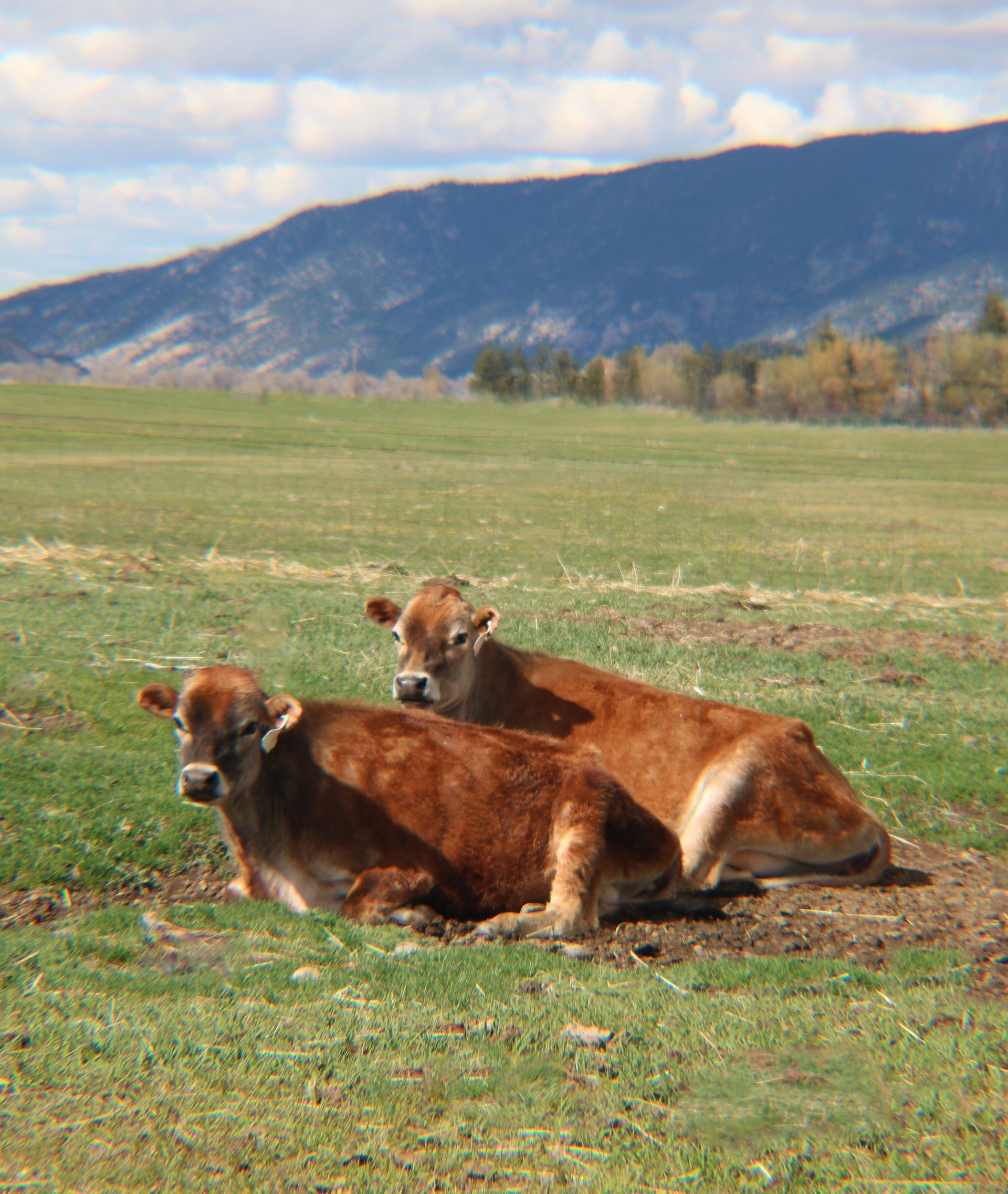 Two brown cows are laying in a grassy field with mountains in the background.