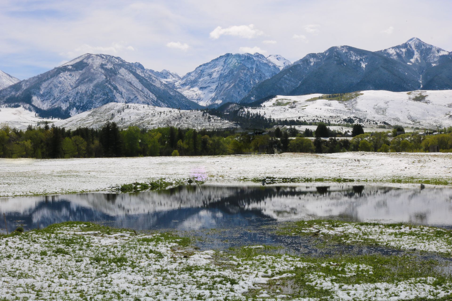 A field of white flowers with mountains in the background