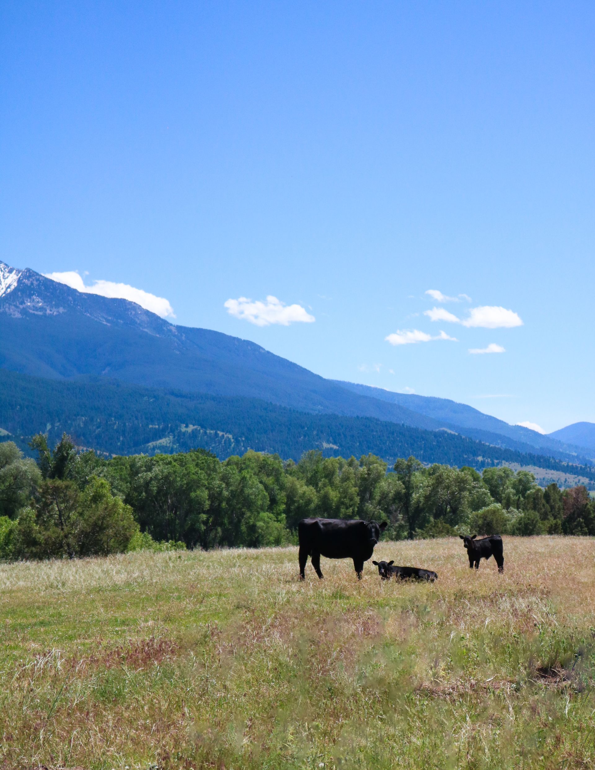 A herd of cows grazing in a field with mountains in the background